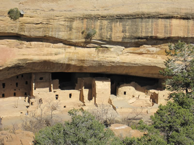 spruce tree house